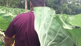 Malae Gaepu Faumuina Sia’s plantation in Gagaifo Lefaga 2018-2019 (Part 2)