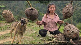 Vietnamese girl goes to catch ant nests with smart dog to make a living - ha thi muon