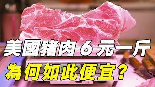 美國豬肉6塊一斤，是怎麽做到的？美國為什麽如此便宜？#美国猪肉#猪肉#养猪#养畜#科普