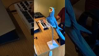 Cockatiel Continues to Sing Despite his Perch Moving #cockatiel #bird #parrot #yumyumthetiel