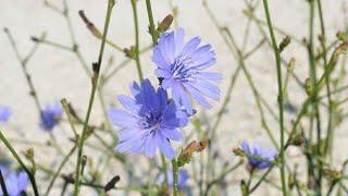 HERBS:  LET'S TALK CHICORY