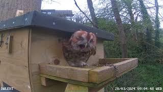 Tawny break from the egg sitting