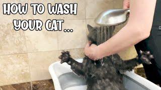 How To Bathe a Cat No Stress Wash a Cat to Get rid of Fleas in the House or Cat, British Shorthair