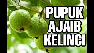 PERTANIAN BUAH DENGAN PUPUK KOTORAN & URINE KELINCI ?? HASILNYA MANTAP SEKALI !!!