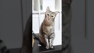 This was an unexcepted moment #funny #reels #shorts #pets #cat #cutecat #funnycats #cats