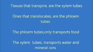 L weiwei - The Phloem & Xylem Song