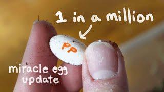 Why I'm drawing marker on my Miracle Gecko Eggs (new egg alert)