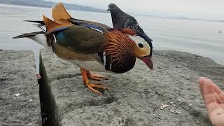 Mandarin Duck pecks the pigeons