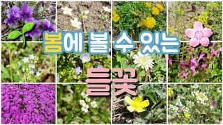 봄에 피는 들꽃 | 꽃다지와 냉이꽃 비교 | 광대나물꽃, 꽃마리 등 3월에 볼 수 있는 꽃