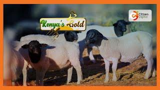 Kenya's Gold | Maximising Dorper Sheep Performance - Gold Chat [Part 1]