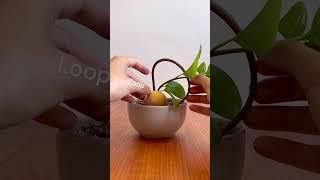 Avocado Art Tutorial (Avocado Bonsai Experiment)
