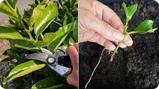 How to propagate lemon tree from cuttings || lemon tree cuttings easy method