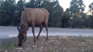 Getting Close to a Grand Canyon Elk