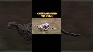 fastest animal in the world #trending #animals #peregrinefalcon #cheetah #blackmarlin #falcon#shorts