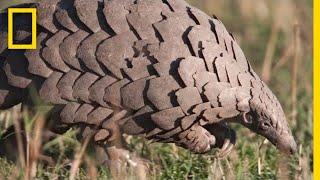 Pangolins: The Most Trafficked Mammal You've Never Heard Of | National Geographic