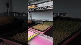 Growing Kale Microgreens on our Reusable Grow Medium really is that simple | Soilless | Hydroponics