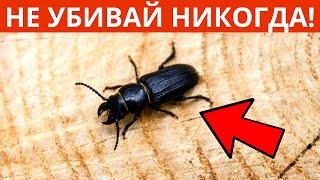 Полезные Насекомые! 6 Яростных Защитников Сада и Огорода