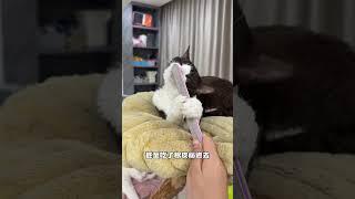 【#布丁仔和泡芙妹的一天】养猫竟然花掉了我一套房的首付! #我和我的猫