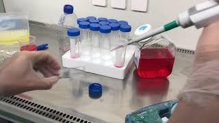 Mammalian cell culture