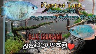 -Blue Gourami Fish  Care In Sinhala