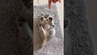 Little baby kitten sound ️