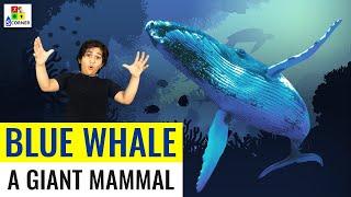 Blue Whale | A Giant Mammal | S-Corner