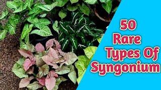 Top 50 Rare Syngonium Plants With Name || Variety Of Syngonium / Arrowhead Plant | Syngonium Types