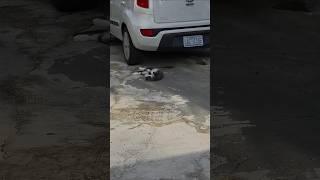 Kitty Cat & The Tire Plug..