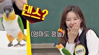 (들썩) 박하나(Park Ha-na)가 키우는 춤추는 앵무새 나나! ⊙▽⊙ (들썩) 아는 형님(Knowing bros) 232회