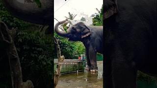  Elephant bath #destinationbharat #elephant #shorts