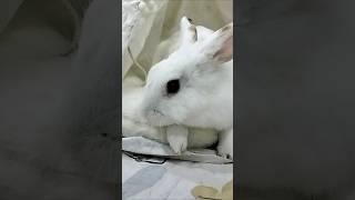 Springy do you love #camping tent? #cutepets #bunny #vlog #lovely