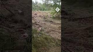 Ukrainian soldier detonates mine with a large stick