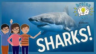 Shark teeth: The sharp bits of a squishy animal | Brains On! Science Podcast For Kids