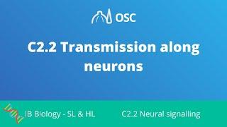 C2.2 Transmission Along Neurons [IB Biology SL/HL]