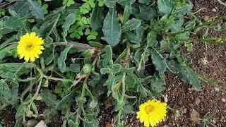 Καλέντουλες ποώδεις (Calendula suffruticosa subsp. algarbiensis) στο Ακρωτήριο Ρόκα Πορτογαλίας