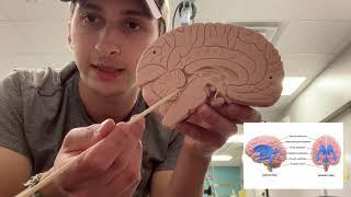 Brain and Skull Anatomy - Ethan Liebross Demo