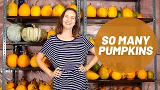 How to Grow Lots of Pumpkins from Seeds | Growing Pumpkins From Seed