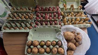 Seed Potato Harvest, Allotment Gardening Diary