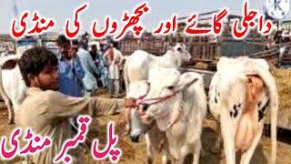 Pull Qamber Cow Mandi | Dajili Cholistani Sahiwal Bachre Qurbani 2025 || Mandi Star