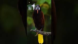 Montezuma oropendola sound