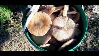 Heryer Mantar dolu Kova Kova Danaburnu Mantarı/Volvopluteus Gloiocephalus #mushroom #food #lezzet