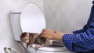 Monkey Baby Shin goes to the toilet and changes old diapers | Cute animal videos