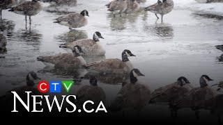 Calgarians urged to protect Canada geese