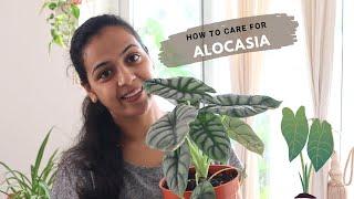 How to Care for Alocasia Plant Indoors | Alocasia Plant Care Guide