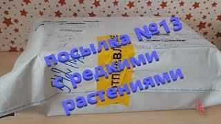 распаковка посылки №13 с комнатными растениями | комнатные растения почтой |пополнение коллекции