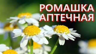 РОМАШКА АПТЕЧНАЯ (Matricaria chamomilla)