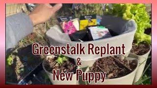 GreenStalk Update and Replant | plants have bolted and not sprouting