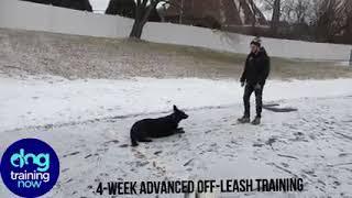 Dog Training Now Video