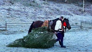 Life in the Mountains: Christmas Far from Civilization  Rural Life & Traditions