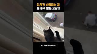집사가 바람피는 걸 본 충격 받은 고양이